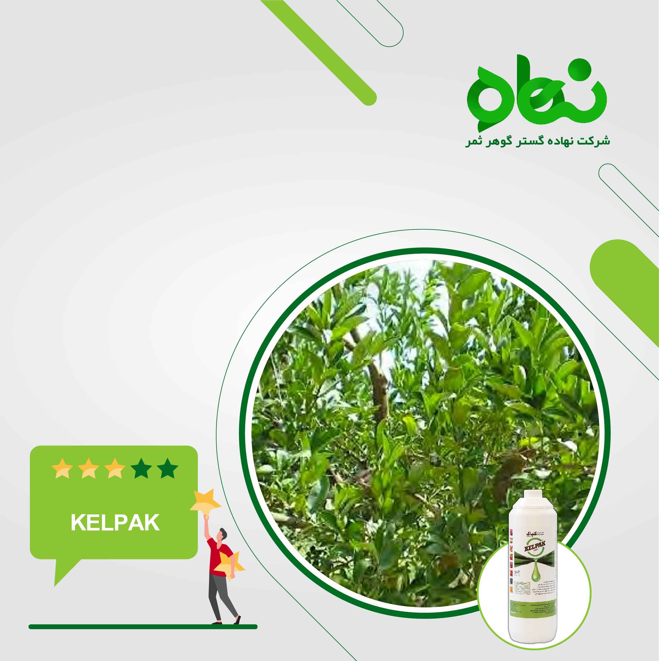 The effect of Kelpak on the recovery of citrus trees in Australia